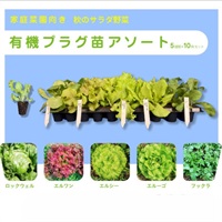 【予約・直送】秋のサラダ野菜 有機プラグ苗アソート5種類×10株（送料込）