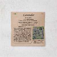 ［たねの森］種 ラベンダー 約200粒