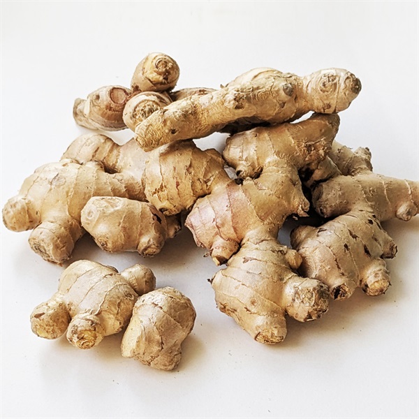 【自然栽培】川越農園 生姜 1kg◆