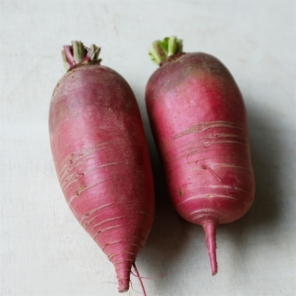 【自然栽培】イーストファーム 紅くるり大根 1P◆