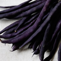 【自然栽培】自然農園ウレシパモシリ 紫いんげん 1kg◆