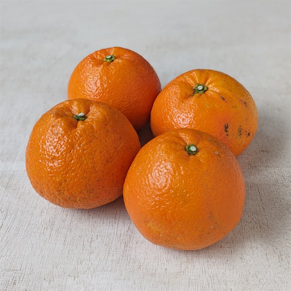  ＜豊作＆まとめ買いSALE＞【自然栽培】田中祐二さん 伊予柑 1kg◆