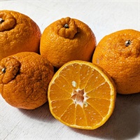 【自然栽培】福島雄治さん 不知火 1kg◆