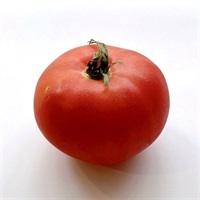 【農薬不使用】ヤマサ有機農園 トマト（かれん）1玉★