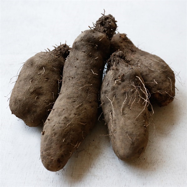 【自然栽培】上野升久さん  山芋 1kg★