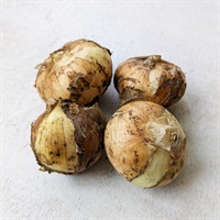 ＜豊作SALE＞【自然栽培】サンズファーム 玉ねぎ 500g◆