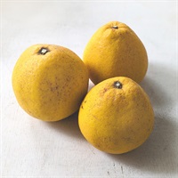 【自然栽培】にしだ果樹園 河内晩柑 1kg◆