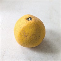 【自然栽培】にしだ果樹園 河内晩柑 500g◆