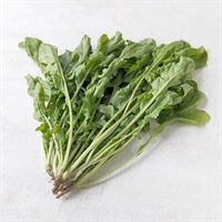 【自然栽培】イーストファーム ルッコラ 1P◆