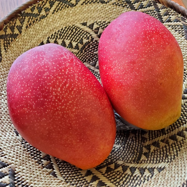 【直送】【自然栽培】草の音 mango farm マンゴー 約900g★