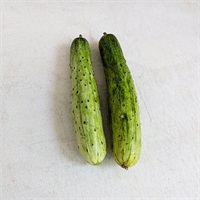 【自然栽培】サユールイトシロ 半白きゅうり 300g◆