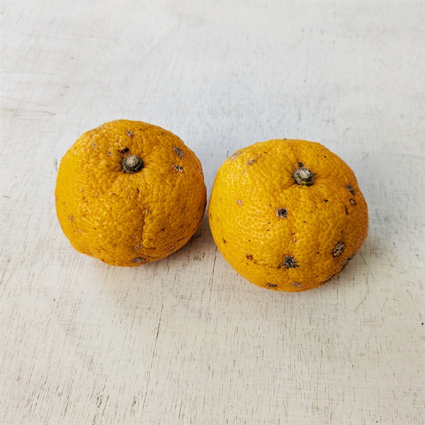 【自然栽培】にしだ果樹園 柚子 200g★