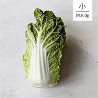 【自然栽培】くわの実ファーム ミニ白菜（小） 1P◆