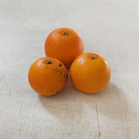 【自然栽培】西田果樹園 ブラッドオレンジ（タロッコ）300g★