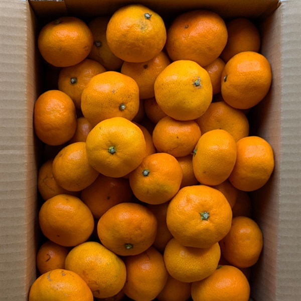 【自然栽培】にしだ果樹園 みかん 5kg◆