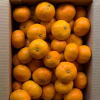 【自然栽培】にしだ果樹園 みかん 5kg◆