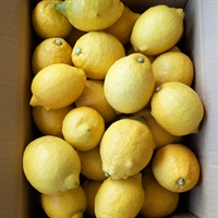 ＜豊作＆まとめ買いSALE＞【自然栽培】田中祐二さん レモン 10kg◆