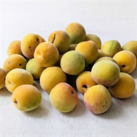 【自然栽培】横山農園 完熟梅 1kg★