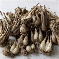  【自然栽培】自然農法成田生産組合 らっきょう 1kg◆