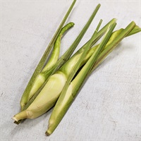 【農薬・肥料不使用】梅茶翁 マコモダケ 1P★