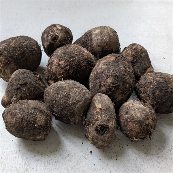 【自然栽培】國吉農園 里芋 1kg◆