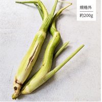 【農薬・肥料不使用】梅茶翁 規格外 マコモダケ 1P★