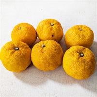 【自然栽培】寺戸農園 柚子 1kg★