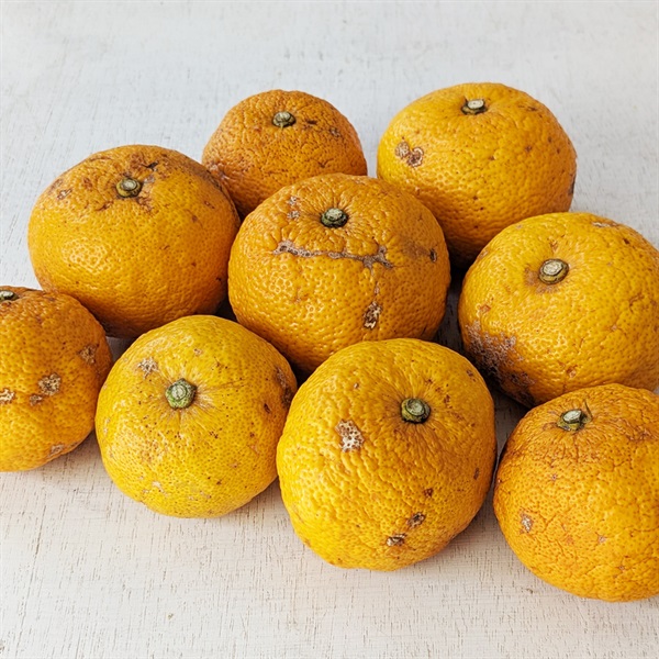 【自然栽培】にしだ果樹園 柚子 1kg★