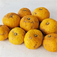 【自然栽培】にしだ果樹園 柚子 1kg★