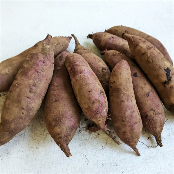 【自然栽培】サンズファーム さつまいも（クリカグヤ）3kg◆