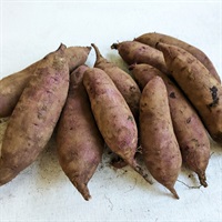 イチバンボシ はだか麦 種籾 1kg (約25000粒) 自然農 自家採種