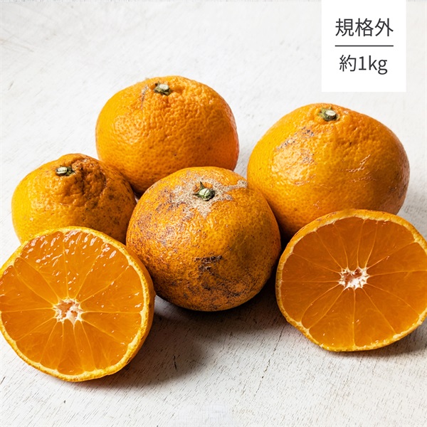 【自然栽培】池田道明さん 規格外みかん 1kg◆