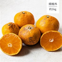 【自然栽培】池田道明さん 規格外みかん 1kg◆