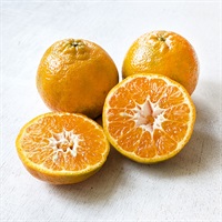  【自然栽培】自然農園よしだ ぽんかん 500g★