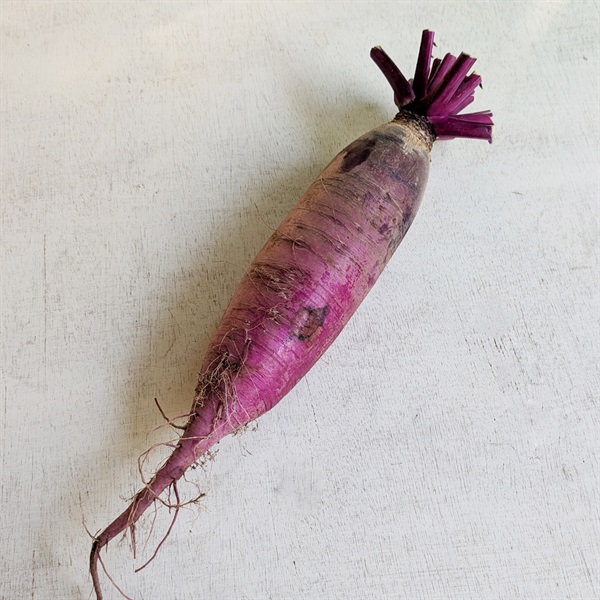 【農薬・肥料不使用】かえるすたいる 女山三月大根 1P★