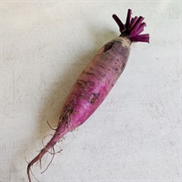 【農薬・肥料不使用】かえるすたいる 女山三月大根 1P★