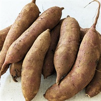 ＜豊作＆まとめ買いSALE＞【自然栽培】サンズファーム さつまいも（紅はるか） 3kg◆