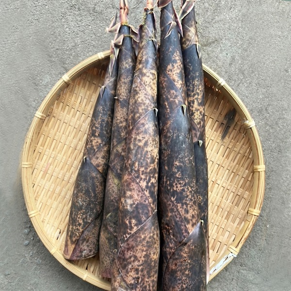  【直送】【天然】國吉農園 たけのこ 3kg★（送料込）