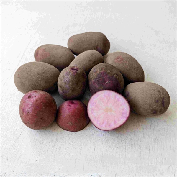 【自然栽培】國吉農園 じゃがいも(ノーザンルビー) 500g★