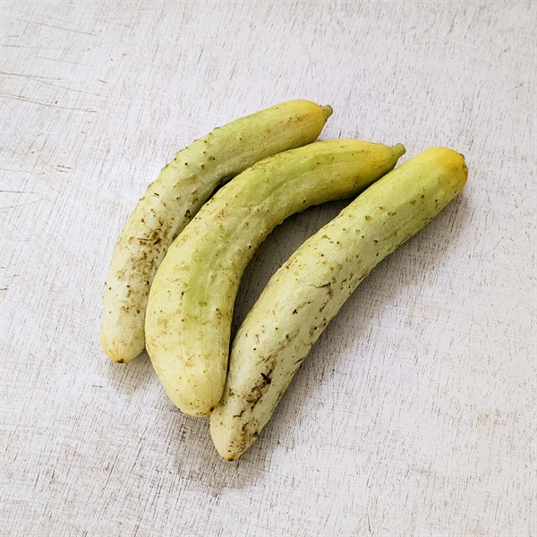 【自然栽培】木こり農園 きゅうり250g★