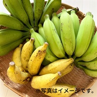 【直送】【自然栽培】玉城ファーム バナナ 2kg（25～35本）★