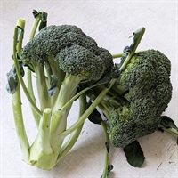 ＜豊作＆まとめ買いSALE＞【自然栽培】田神俊一さん ブロッコリー 2P◆