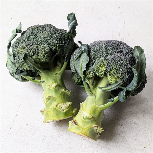 ＜豊作＆まとめ買いSALE＞【農薬・肥料不使用】國吉農園 ブロッコリー 2P★