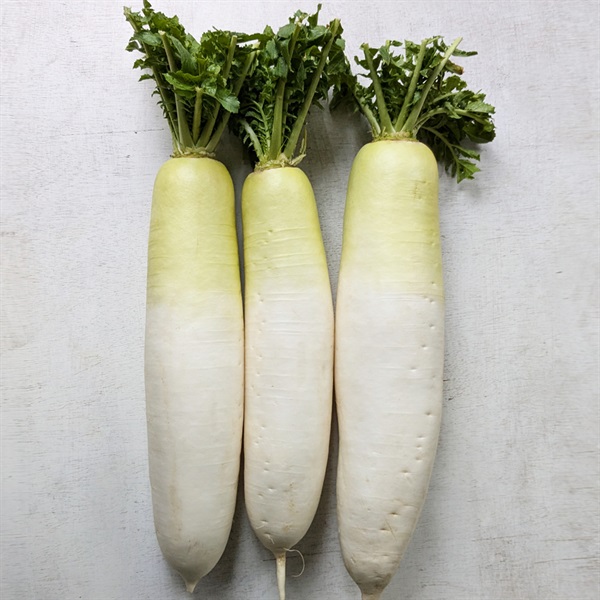 ＜豊作＆まとめ買いSALE＞【自然栽培】サンズファーム 大根 3P◆