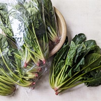 ＜豊作＆まとめ買いSALE＞【自然栽培】田神俊一さん ほうれん草 10P◆