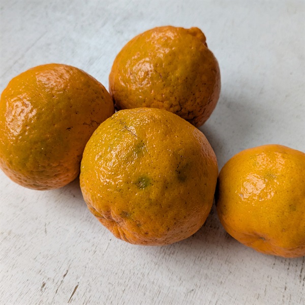 商品詳細ページ