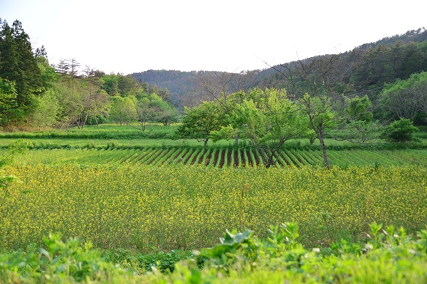 風景