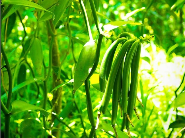 野菜