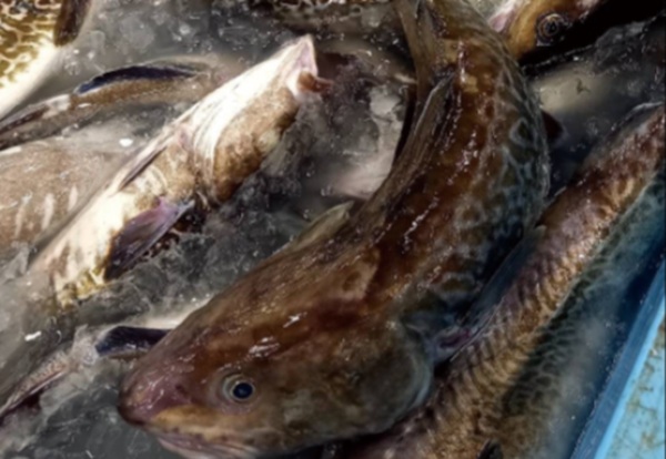 魚